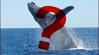 #162 - Cá voi gửi 18.000 BTC lên Bitmex, Bitcoin giữ giá trên $6000 + các tin khác