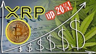 Ripple XRP up 20%! Marijuana stocks go crazy. Bitcoin price analysis